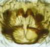 Pardosa saltans